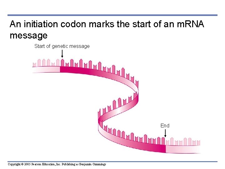 An initiation codon marks the start of an m. RNA message Start of genetic