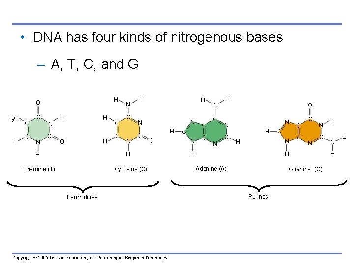  • DNA has four kinds of nitrogenous bases – A, T, C, and