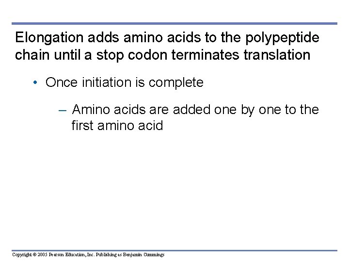 Elongation adds amino acids to the polypeptide chain until a stop codon terminates translation