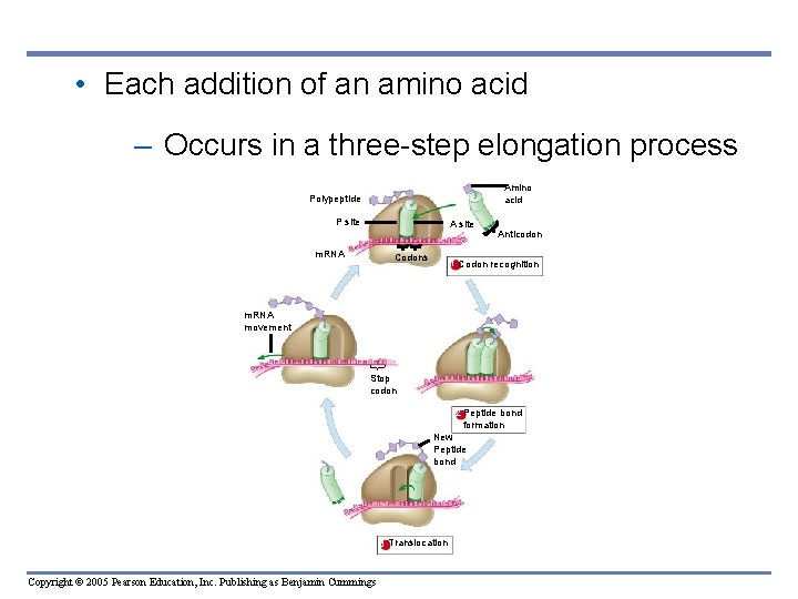  • Each addition of an amino acid – Occurs in a three-step elongation