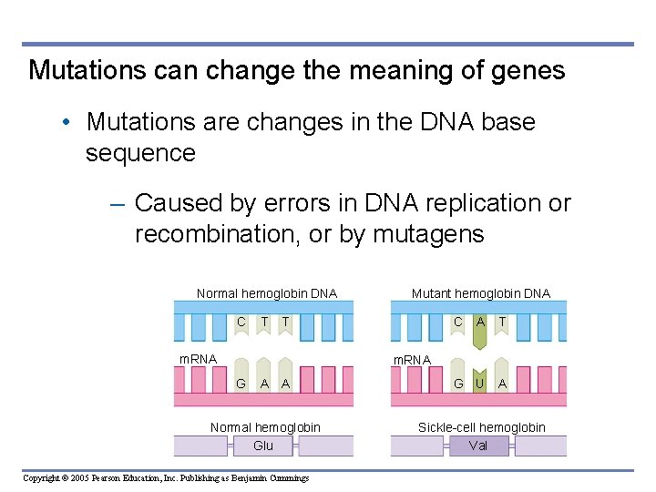 Mutations can change the meaning of genes • Mutations are changes in the DNA