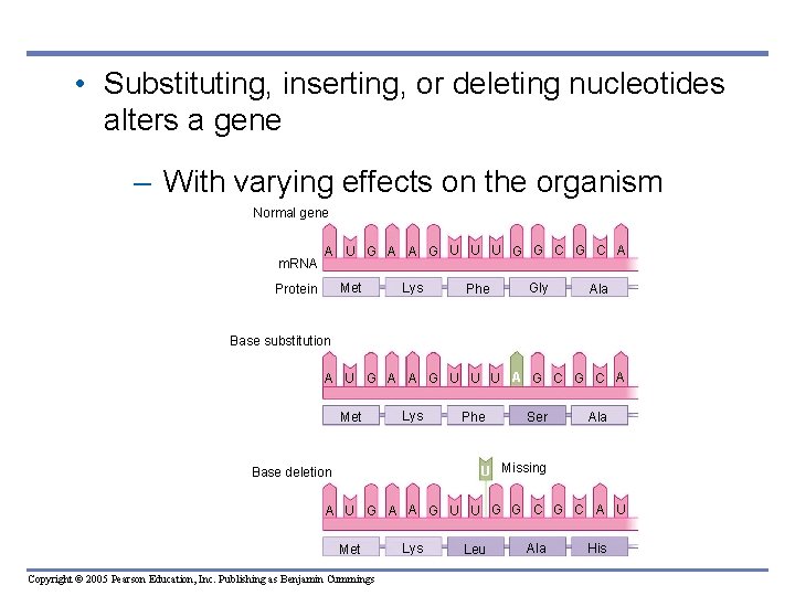  • Substituting, inserting, or deleting nucleotides alters a gene – With varying effects