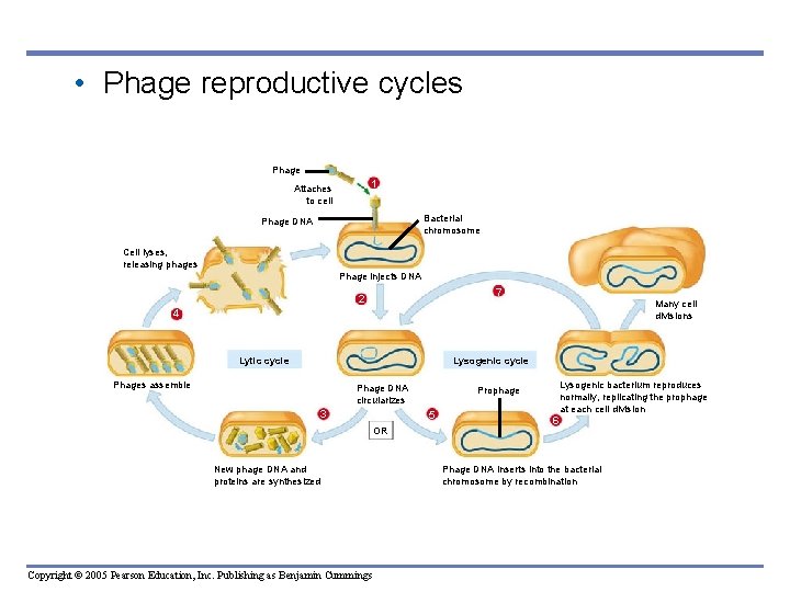  • Phage reproductive cycles Phage 1 Attaches to cell Bacterial chromosome Phage DNA