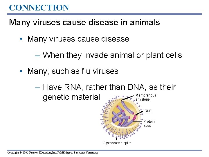 CONNECTION Many viruses cause disease in animals • Many viruses cause disease – When