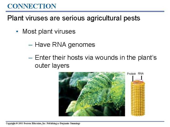CONNECTION Plant viruses are serious agricultural pests • Most plant viruses – Have RNA