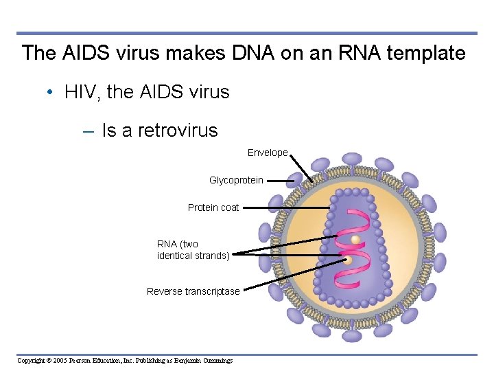 The AIDS virus makes DNA on an RNA template • HIV, the AIDS virus