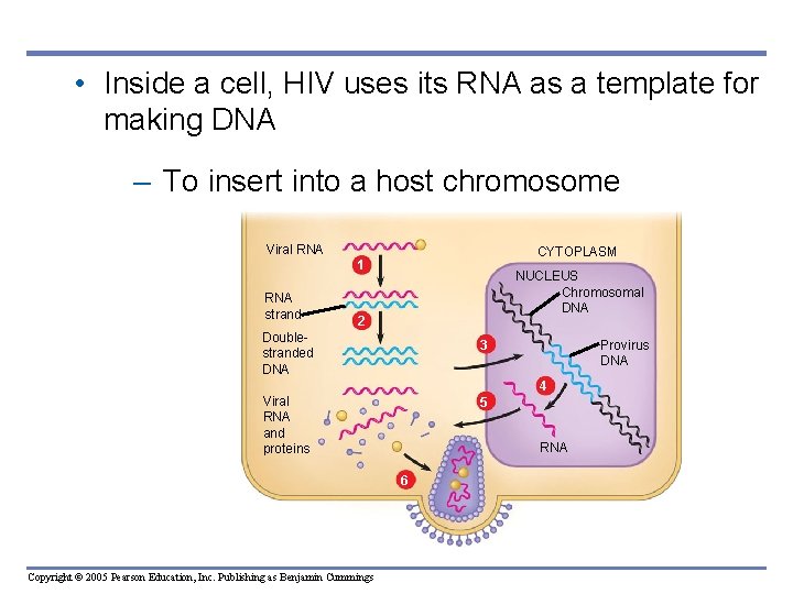  • Inside a cell, HIV uses its RNA as a template for making