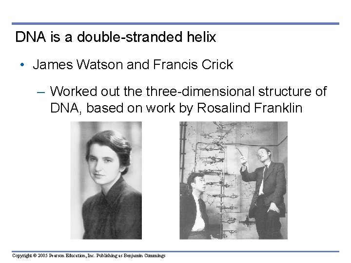 DNA is a double-stranded helix • James Watson and Francis Crick – Worked out