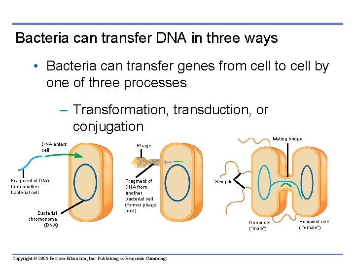 Bacteria can transfer DNA in three ways • Bacteria can transfer genes from cell