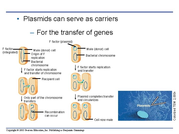  • Plasmids can serve as carriers – For the transfer of genes F