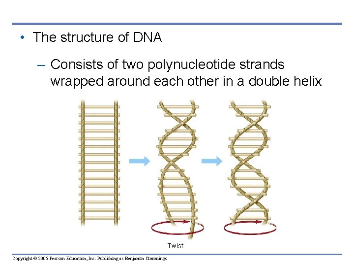  • The structure of DNA – Consists of two polynucleotide strands wrapped around