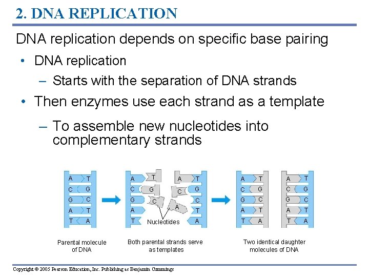 2. DNA REPLICATION DNA replication depends on specific base pairing • DNA replication –