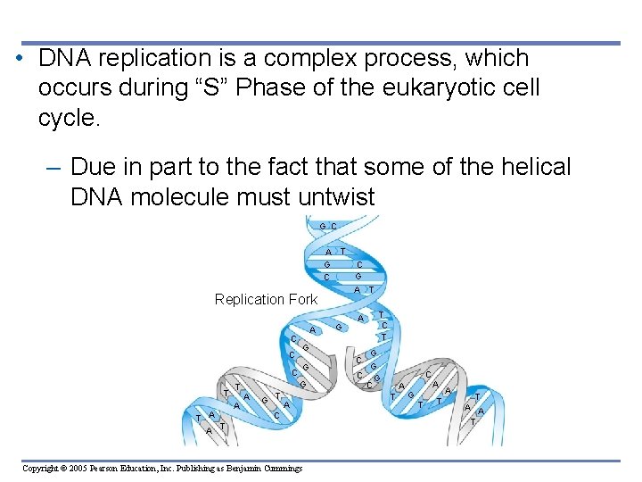  • DNA replication is a complex process, which occurs during “S” Phase of