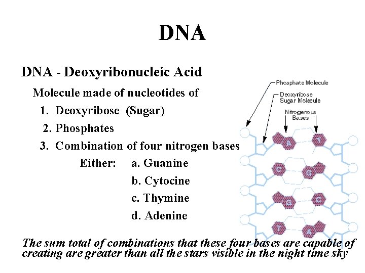 DNA - Deoxyribonucleic Acid Molecule made of nucleotides of 1. Deoxyribose (Sugar) 2. Phosphates