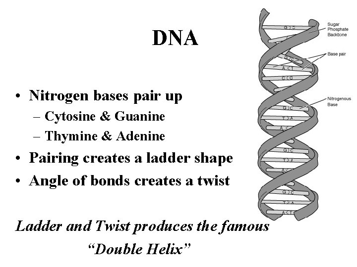 DNA • Nitrogen bases pair up – Cytosine & Guanine – Thymine & Adenine