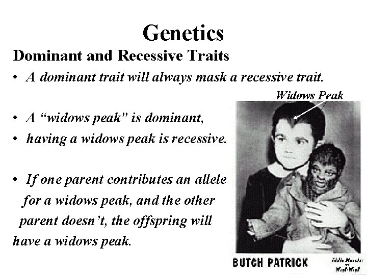 Genetics Dominant and Recessive Traits • A dominant trait will always mask a recessive