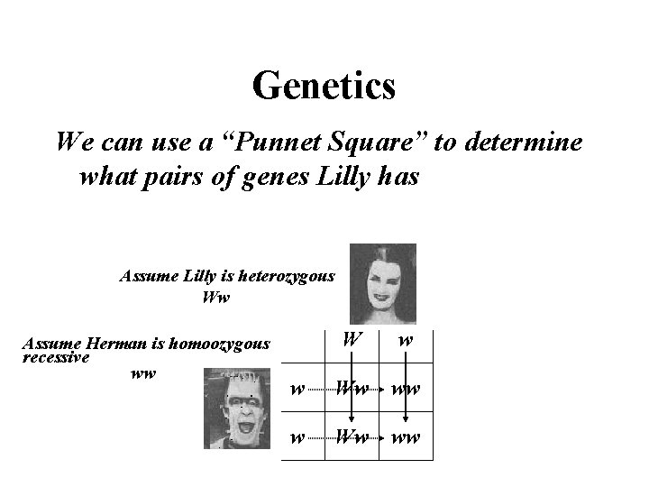 Genetics We can use a “Punnet Square” to determine what pairs of genes Lilly