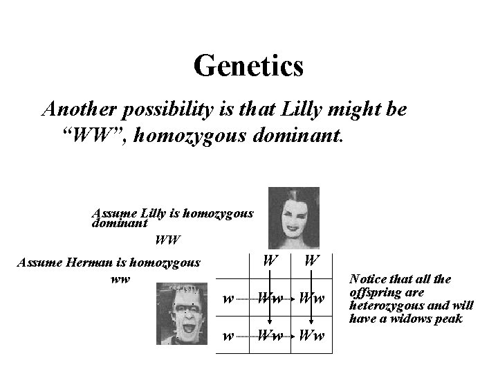Genetics Another possibility is that Lilly might be “WW”, homozygous dominant. Assume Lilly is
