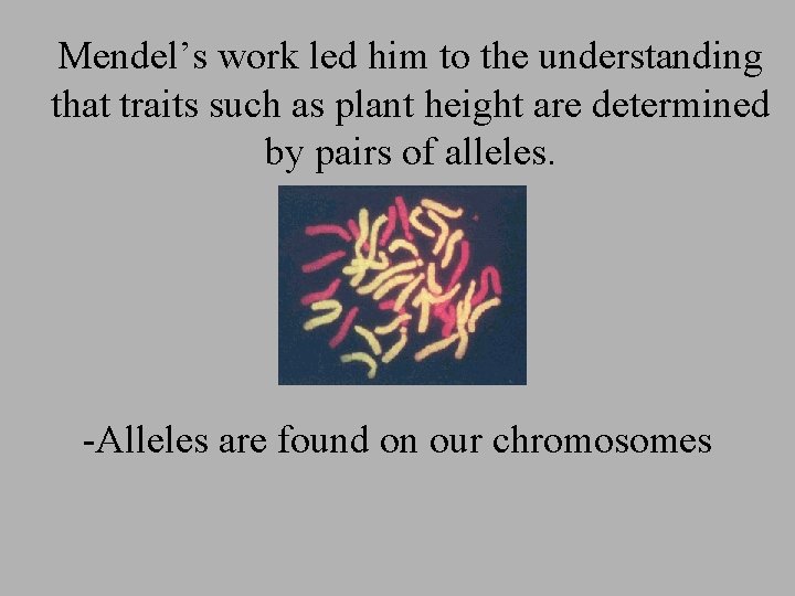 Mendel’s work led him to the understanding that traits such as plant height are