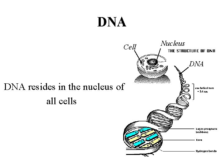 DNA Cell Nucleus DNA resides in the nucleus of all cells 