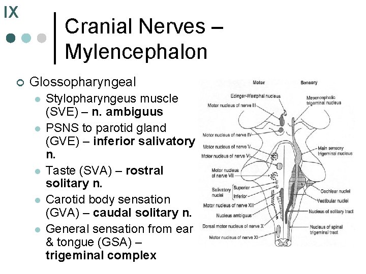 IX ¢ Cranial Nerves – Mylencephalon Glossopharyngeal l l Stylopharyngeus muscle (SVE) – n.