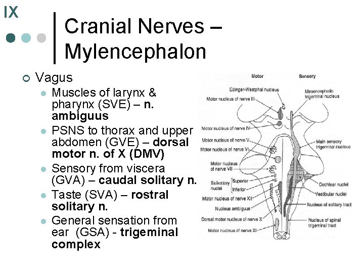 IX Cranial Nerves – Mylencephalon ¢ Vagus l l l Muscles of larynx &