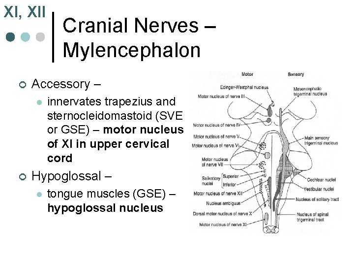 XI, XII ¢ Accessory – l ¢ Cranial Nerves – Mylencephalon innervates trapezius and