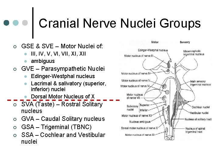 Cranial Nerve Nuclei Groups ¢ GSE & SVE – Motor Nuclei of: l l