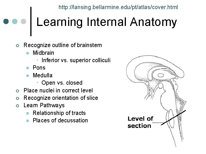 http: //lansing. bellarmine. edu/pt/atlas/cover. html Learning Internal Anatomy ¢ ¢ Recognize outline of brainstem