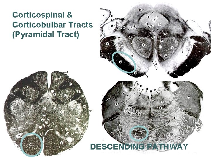 Corticospinal & Corticobulbar Tracts (Pyramidal Tract) DESCENDING PATHWAY 