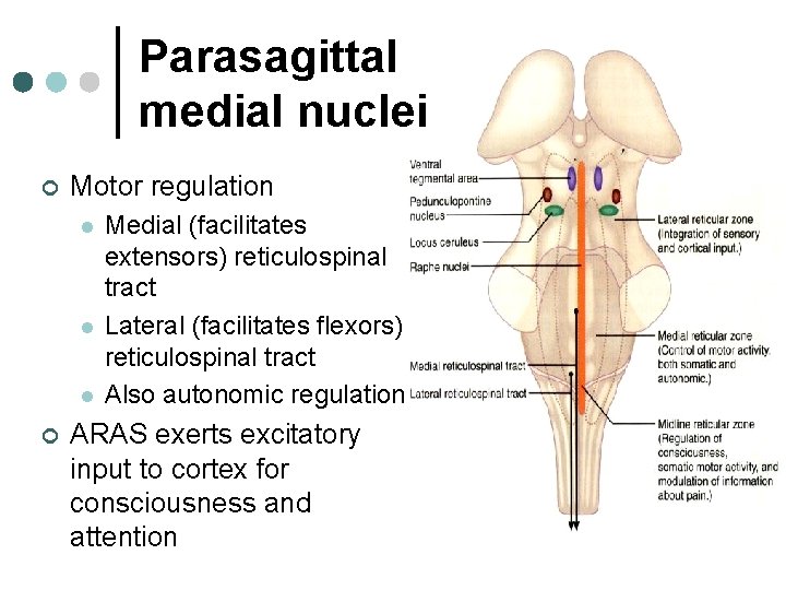 Parasagittal medial nuclei ¢ Motor regulation l l l ¢ Medial (facilitates extensors) reticulospinal