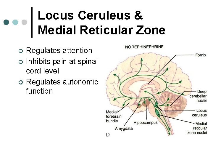 Locus Ceruleus & Medial Reticular Zone ¢ ¢ ¢ Regulates attention Inhibits pain at