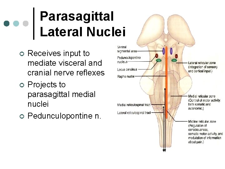 Parasagittal Lateral Nuclei ¢ ¢ ¢ Receives input to mediate visceral and cranial nerve