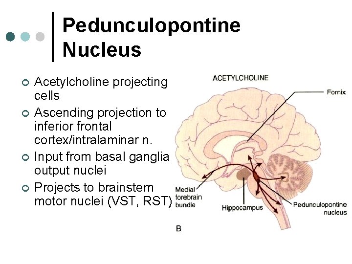 Pedunculopontine Nucleus ¢ ¢ Acetylcholine projecting cells Ascending projection to inferior frontal cortex/intralaminar n.