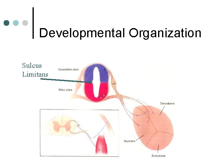 Developmental Organization Sulcus Limitans 