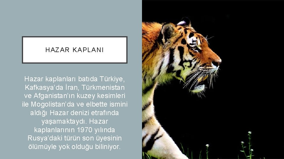 HAZAR KAPLANI Hazar kaplanları batıda Türkiye, Kafkasya’da İran, Türkmenistan ve Afganistan’ın kuzey kesimleri ile