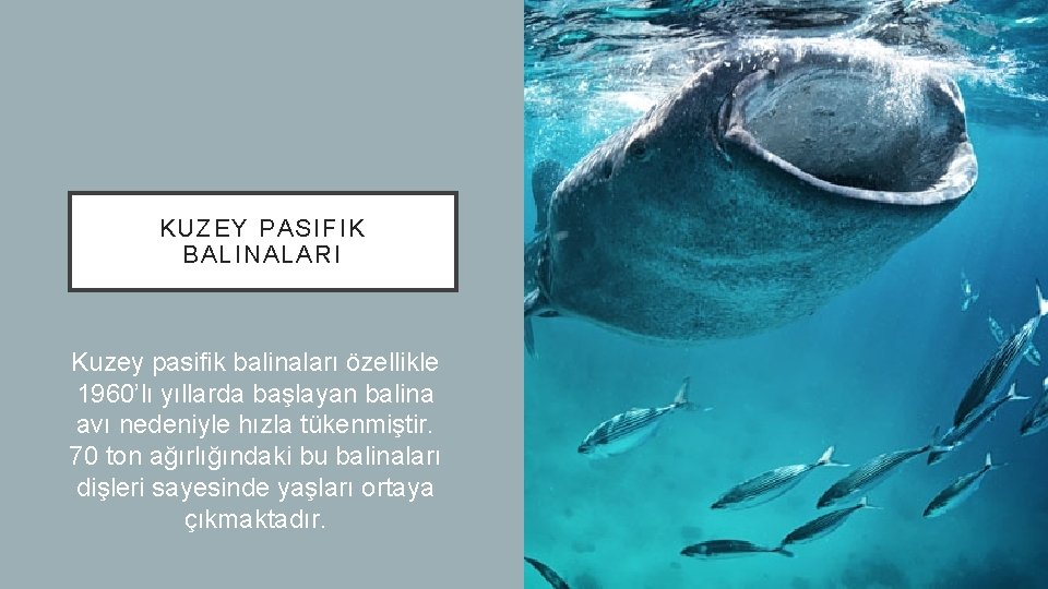 KUZEY PASIFIK BALINALARI Kuzey pasifik balinaları özellikle 1960’lı yıllarda başlayan balina avı nedeniyle hızla