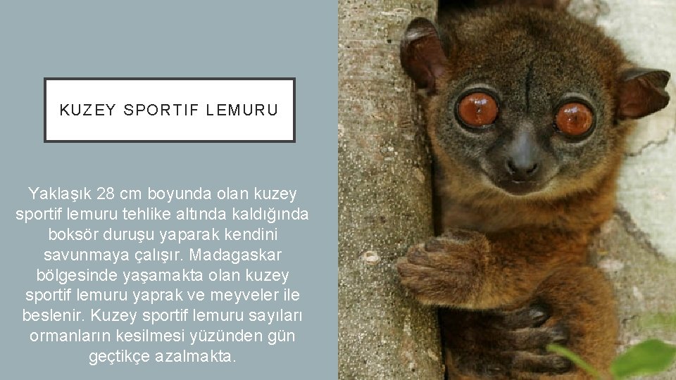 KUZEY SPORTIF LEMURU Yaklaşık 28 cm boyunda olan kuzey sportif lemuru tehlike altında kaldığında