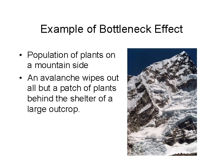 Example of Bottleneck Effect • Population of plants on a mountain side • An