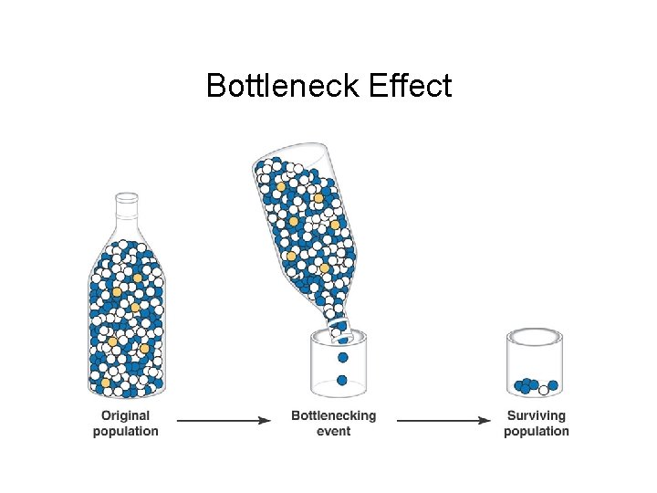 Bottleneck Effect 