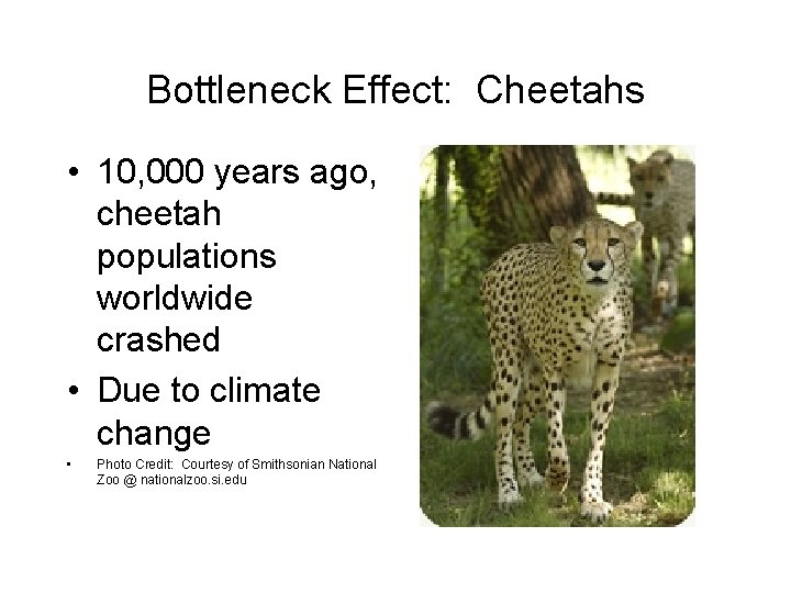 Bottleneck Effect: Cheetahs • 10, 000 years ago, cheetah populations worldwide crashed • Due