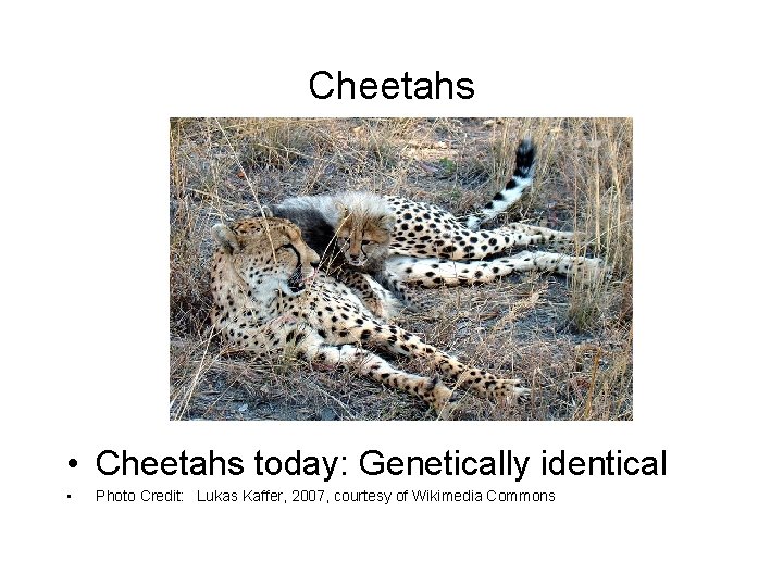 Cheetahs • Cheetahs today: Genetically identical • Photo Credit: Lukas Kaffer, 2007, courtesy of
