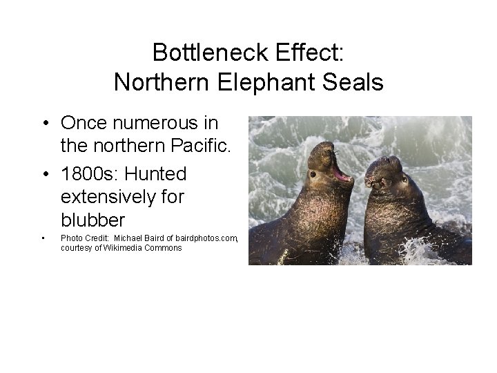 Bottleneck Effect: Northern Elephant Seals • Once numerous in the northern Pacific. • 1800