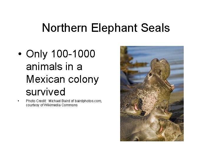 Northern Elephant Seals • Only 100 -1000 animals in a Mexican colony survived •
