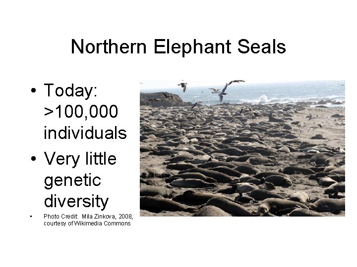 Northern Elephant Seals • Today: >100, 000 individuals • Very little genetic diversity •