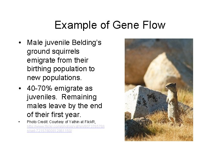 Example of Gene Flow • Male juvenile Belding’s ground squirrels emigrate from their birthing