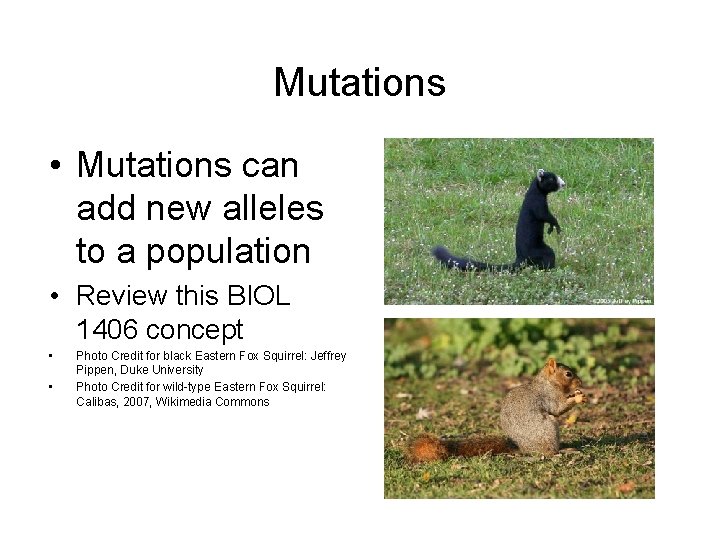 Mutations • Mutations can add new alleles to a population • Review this BIOL