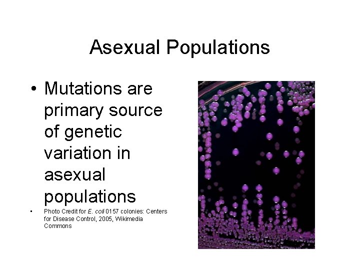 Asexual Populations • Mutations are primary source of genetic variation in asexual populations •