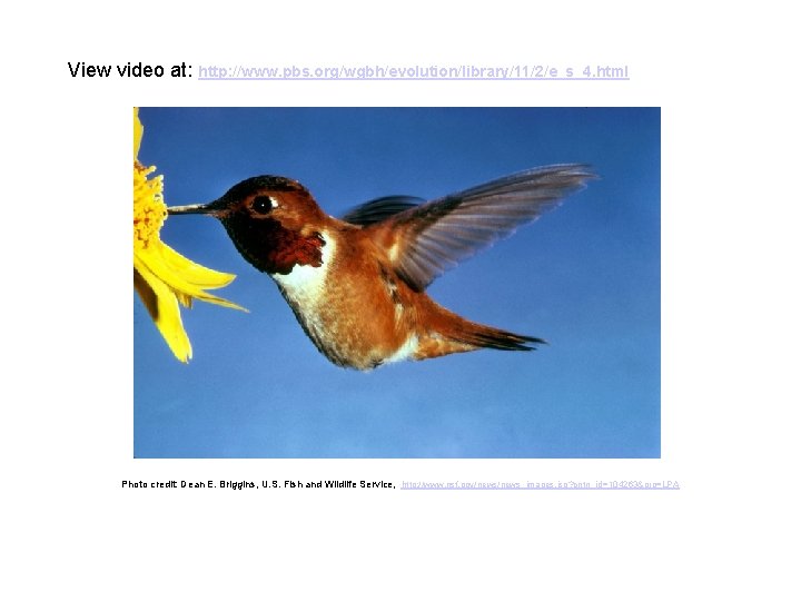 View video at: http: //www. pbs. org/wgbh/evolution/library/11/2/e_s_4. html Photo credit: Dean E. Briggins, U.