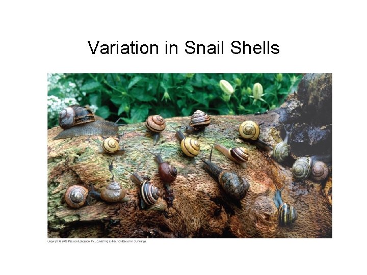 Variation in Snail Shells 